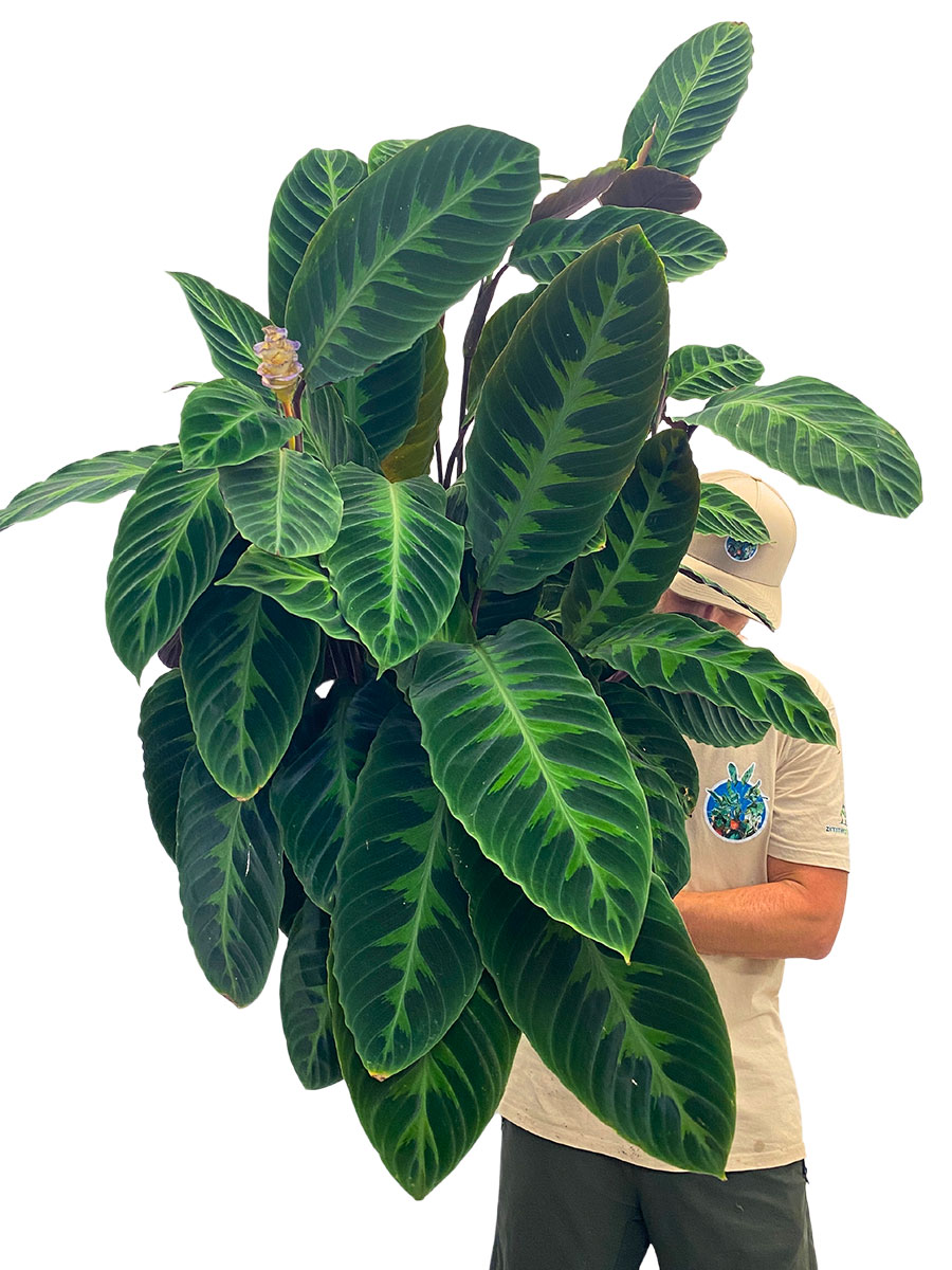 Calathea Warscewiczii