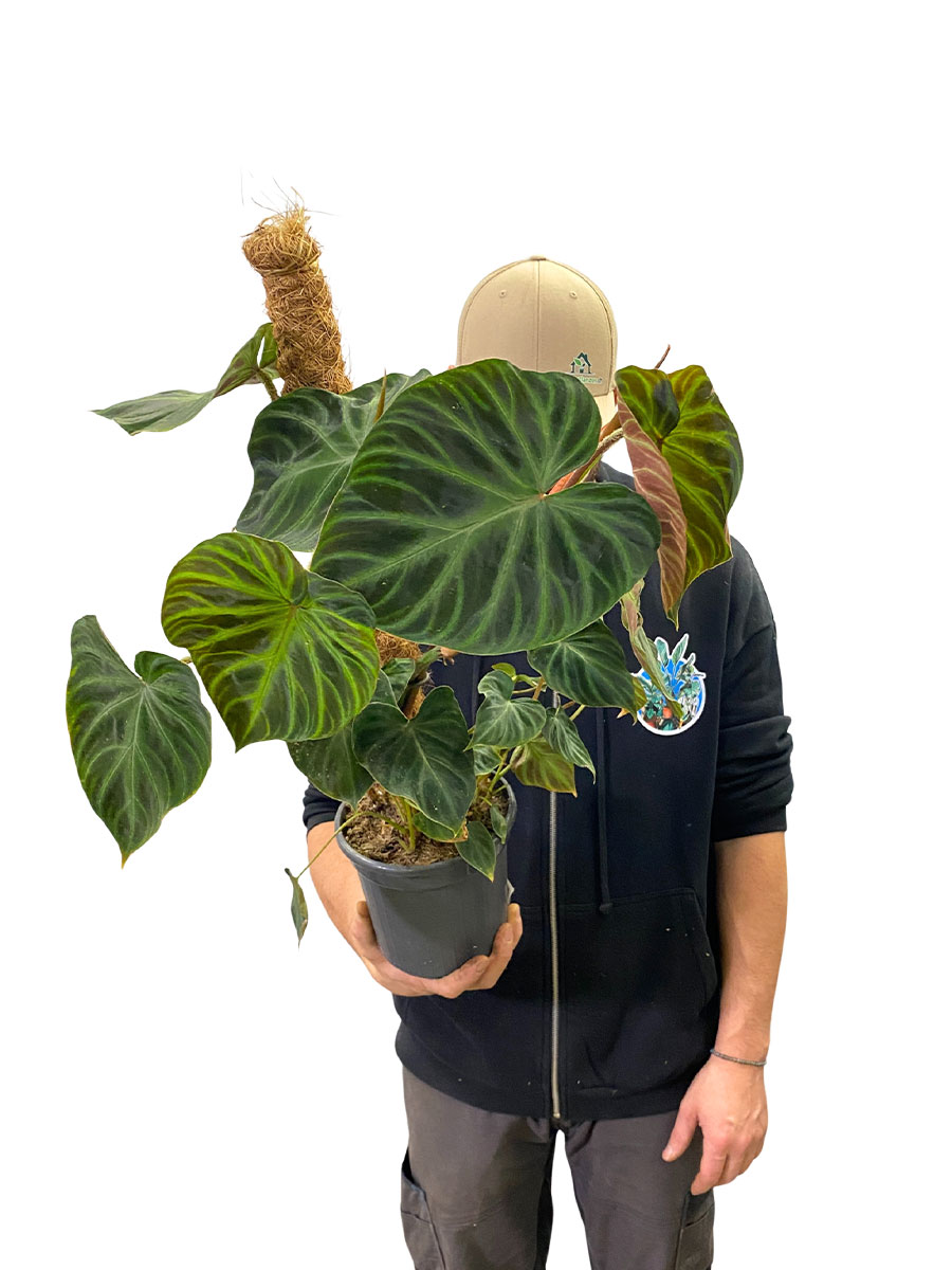 Philodendron Verrucosum Moosstab