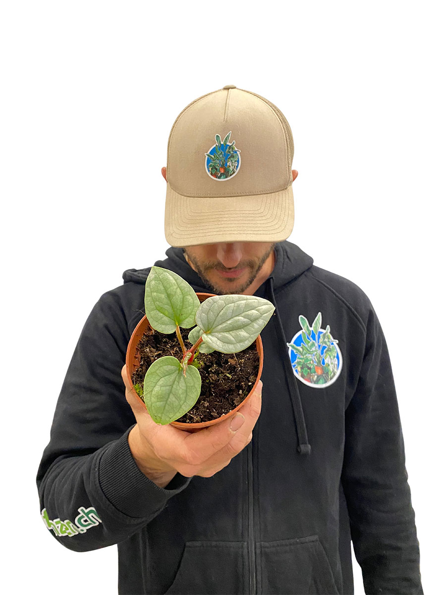 Baby Anthurium Luxurians