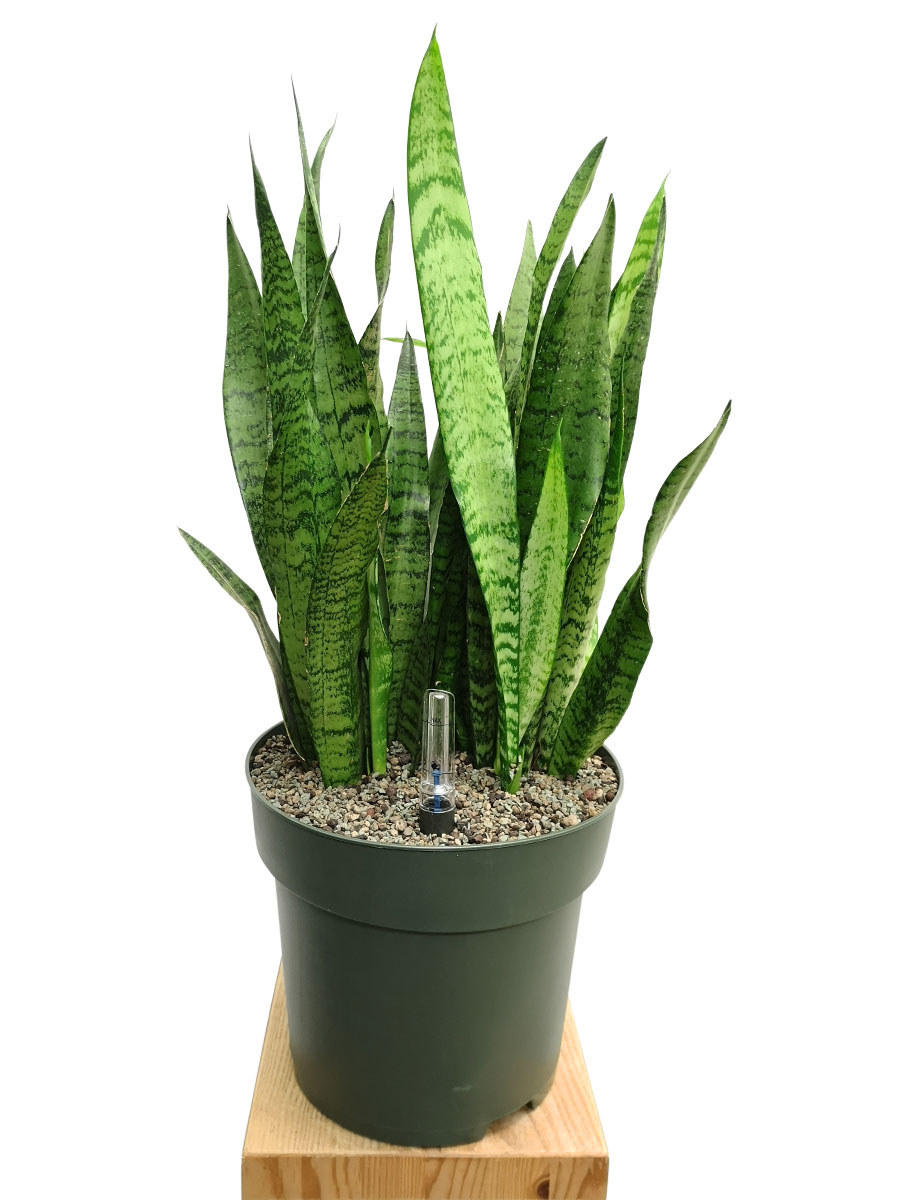 Bogenhanf Sansevieria zeylanica