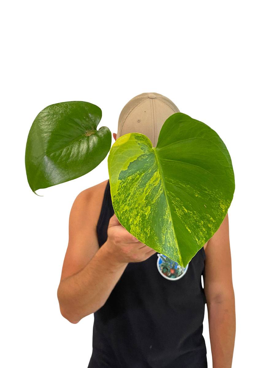Baby Monstera Deliciosa Aurea Variegata