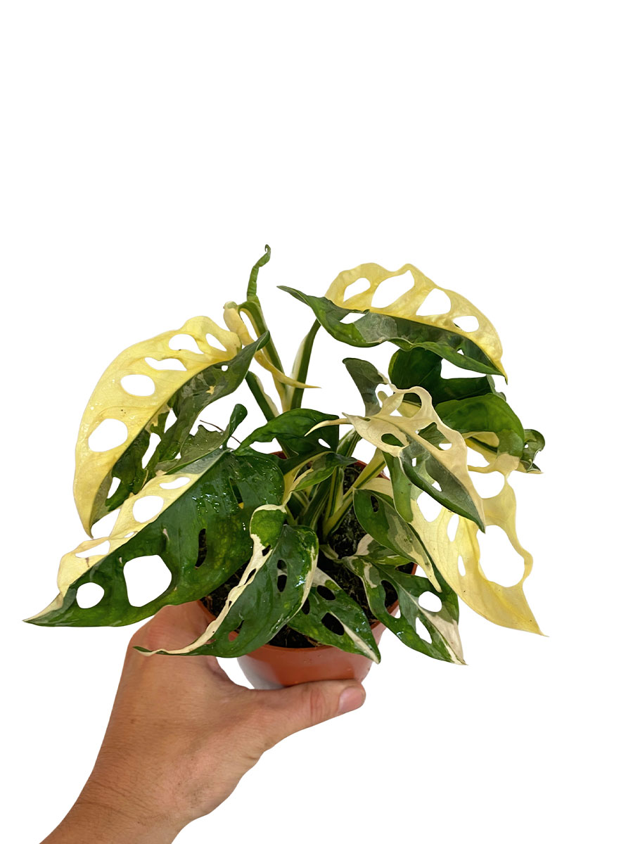 Monstera Adansonii Variegata