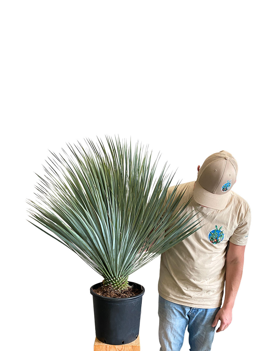 Yucca Rostrata