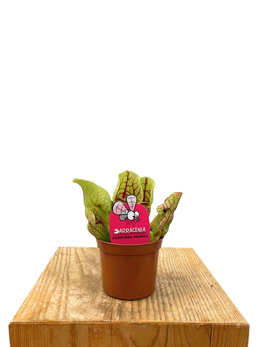 Schlauchpflanze Sarracenia Purpurea Venosa