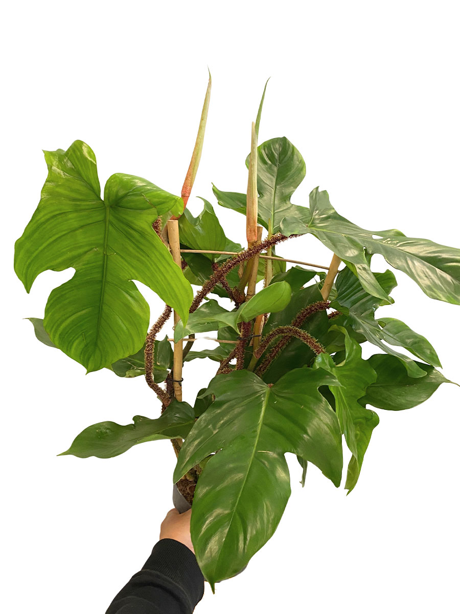 Philodendron Red Wonder