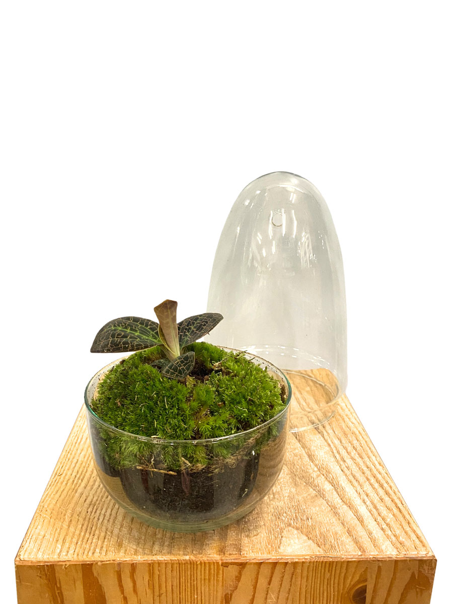 Juwelorchidee Tiger Eye Premium Glas mit Haube