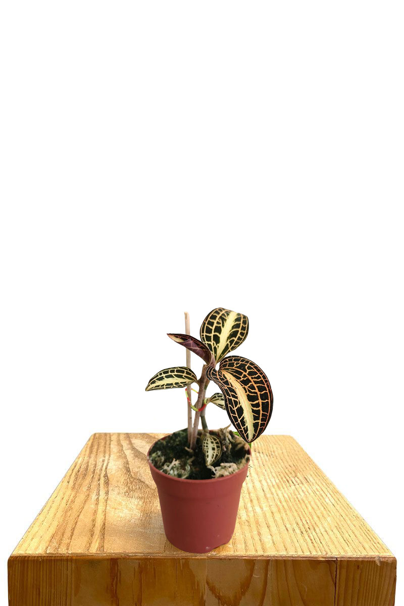 Juwelorchidee Macodes Mimesis
