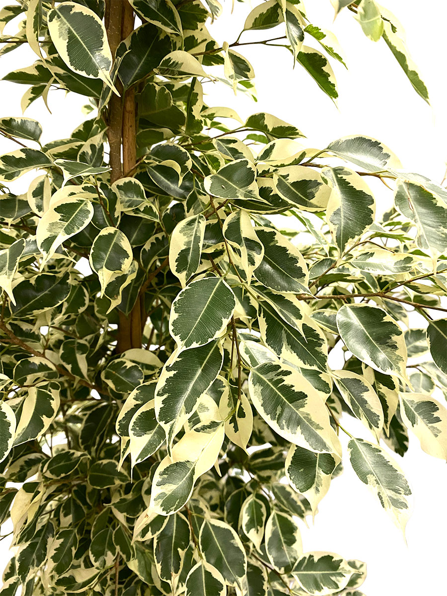Ficus Benjamina Twilight