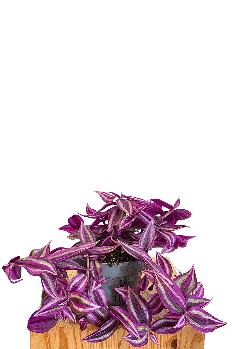 Tradescantia Zebrina Rosa Paradise