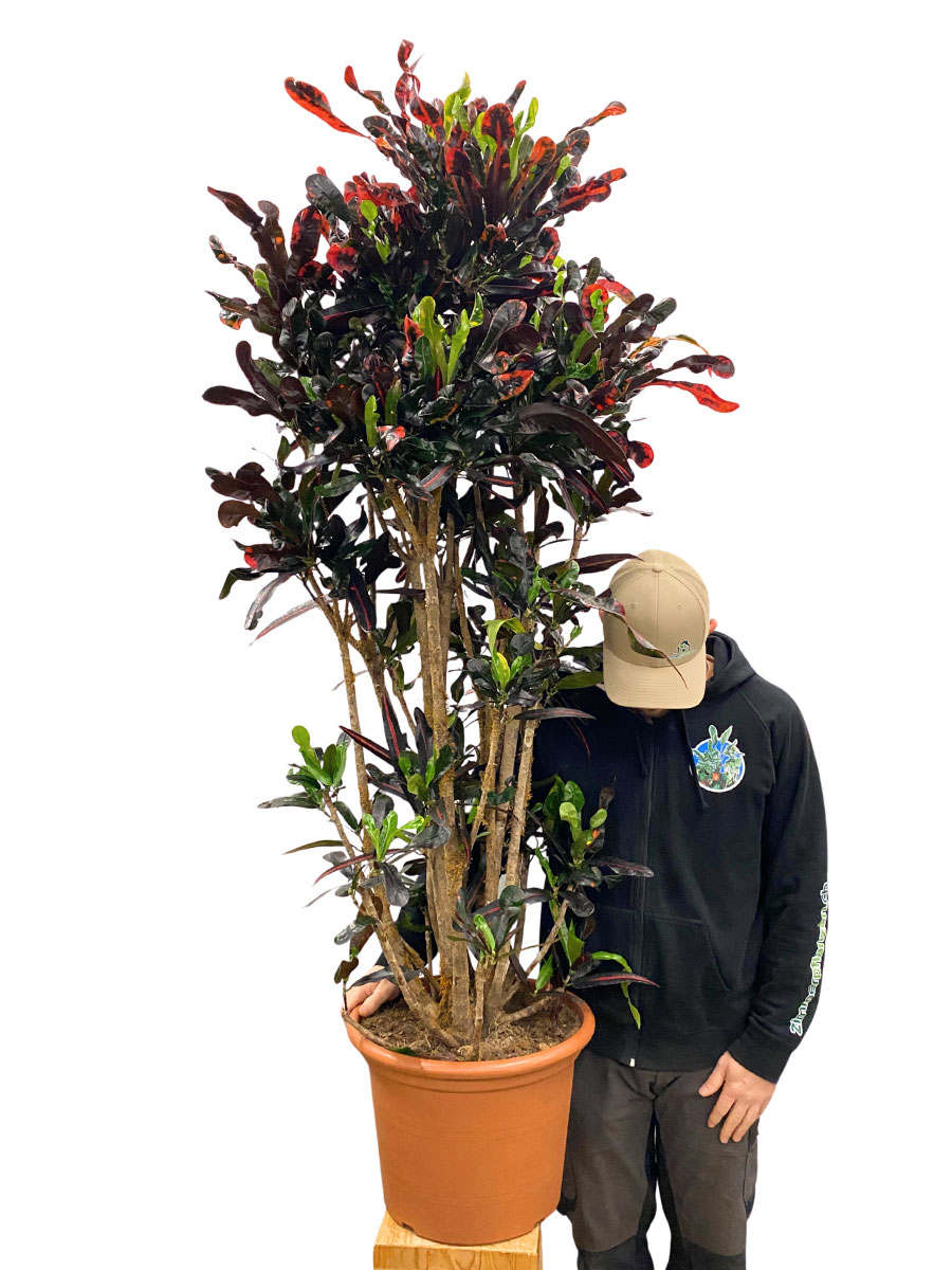 Wunderstrauch Codiaeum Mammi Verzweigt