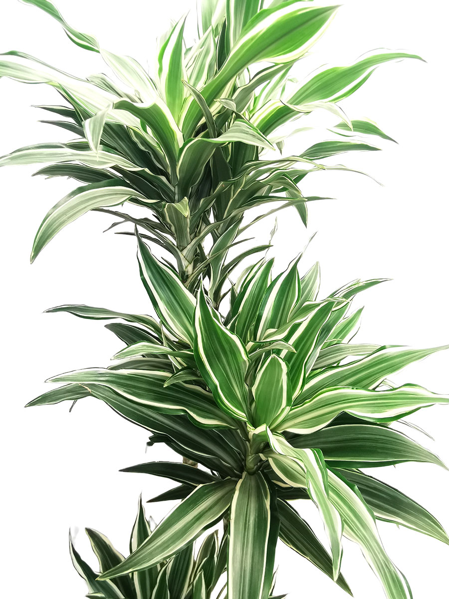 Dracaena White Jewel M