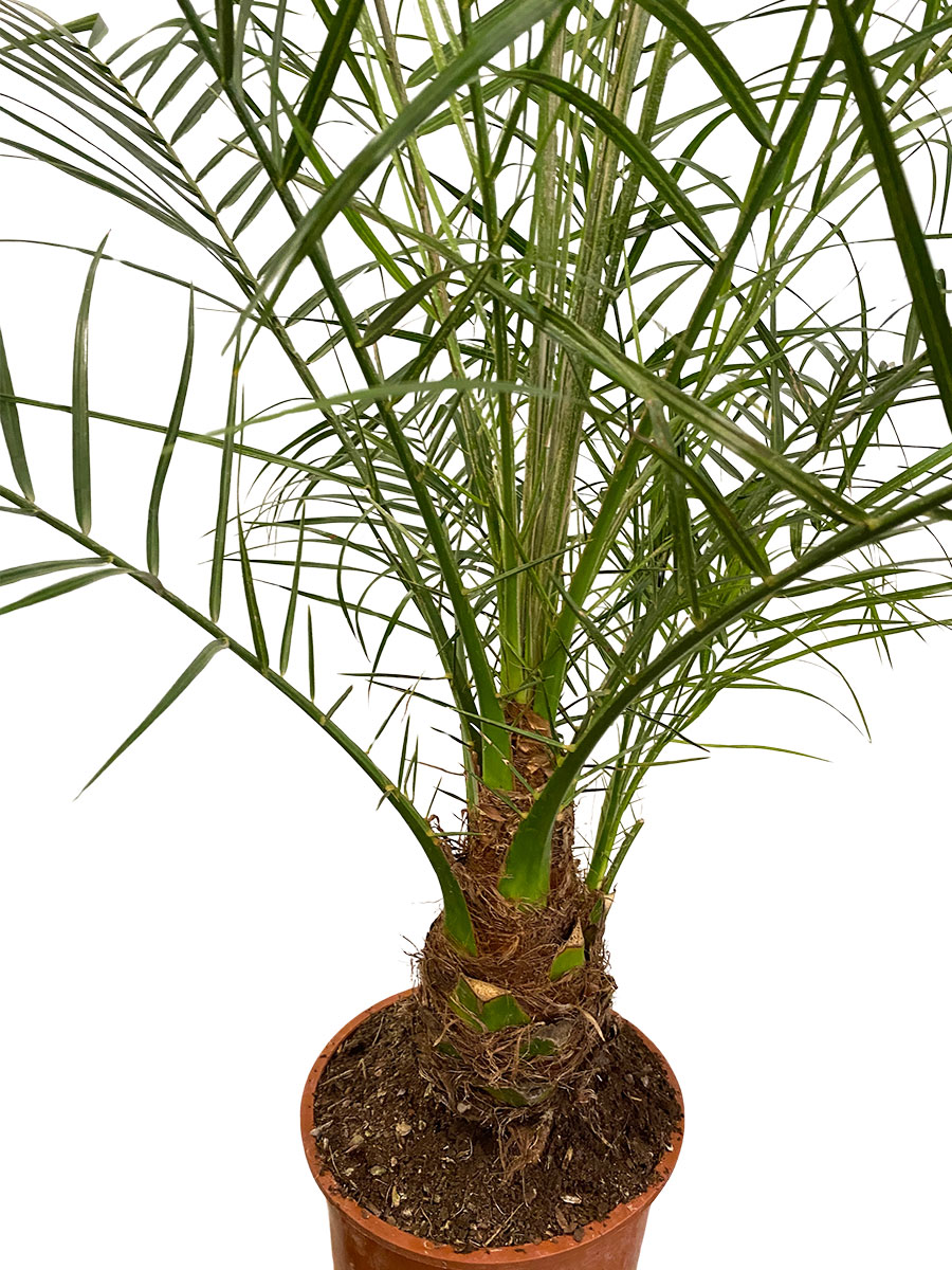 Phoenix Roebelenii