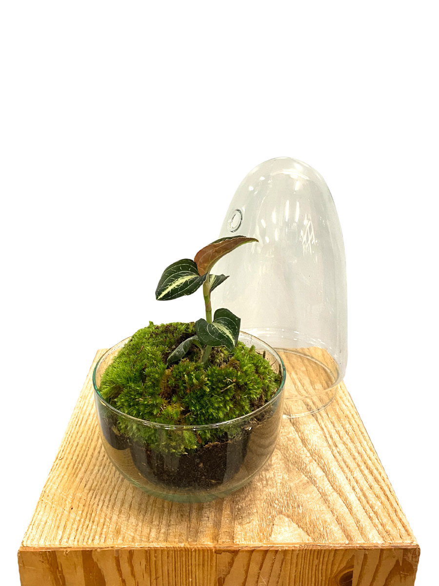 Juwelorchidee Amber Premium Glas mit Haube