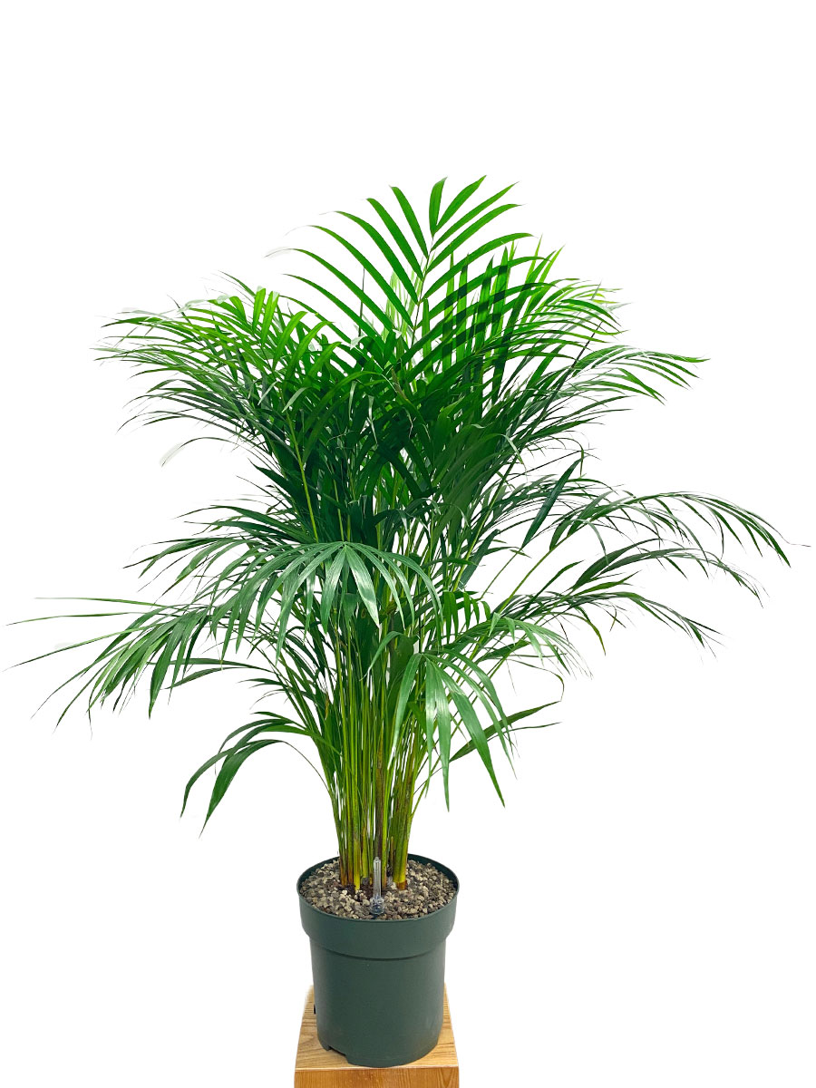 Areca Goldfruchtpalme