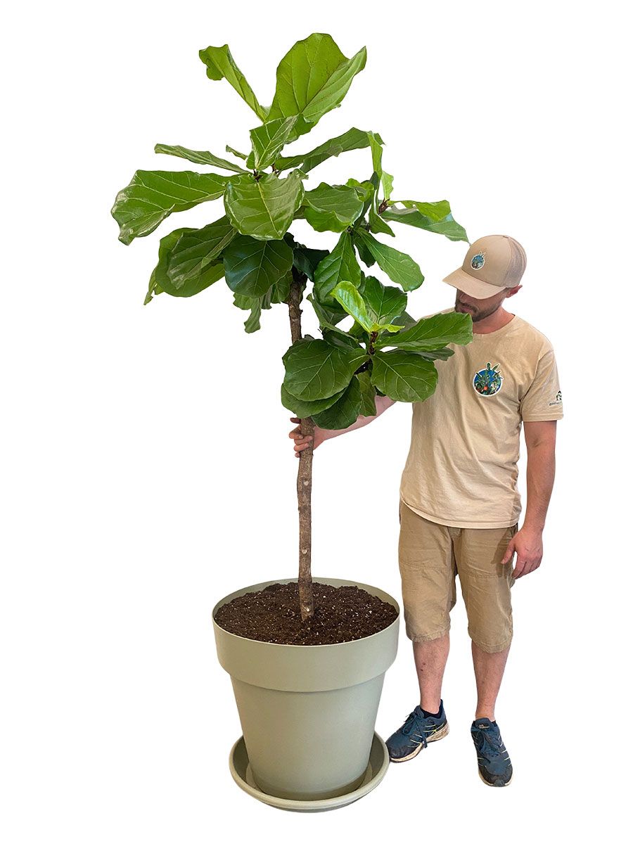 Geigenfeige Ficus lyrata Stamm - Gross