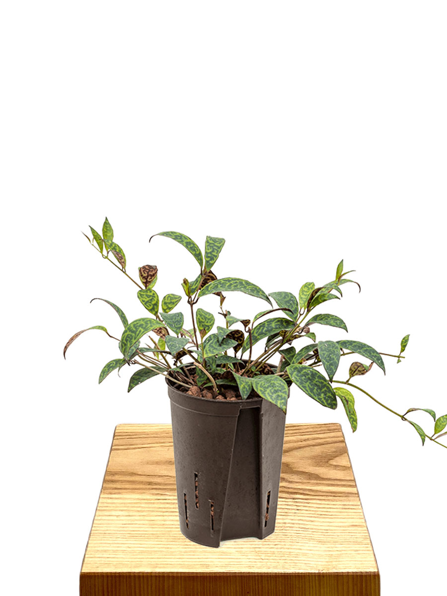 Hydro - Lipstick Plant Aeschynanthus Marmoratus