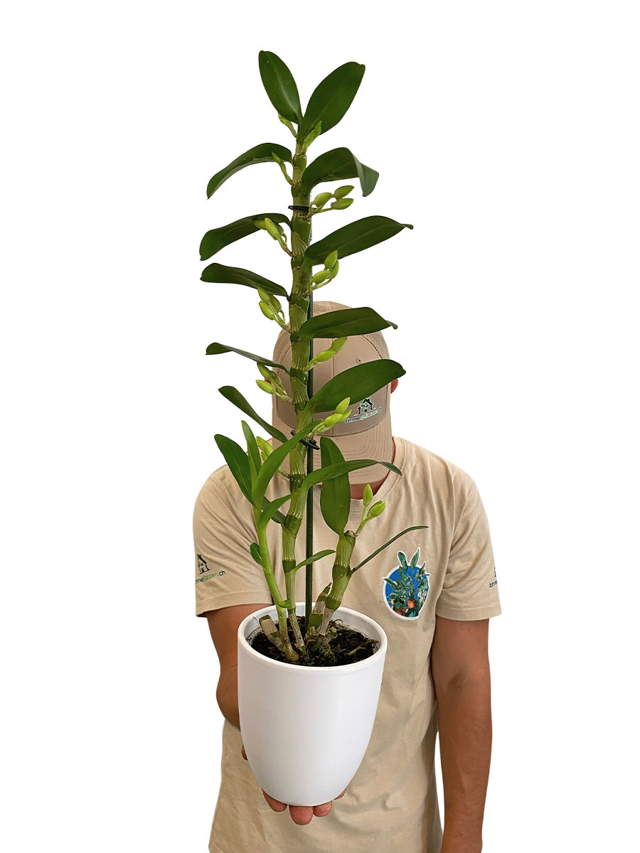 Dendrobium Nobile Apollon in Keramik