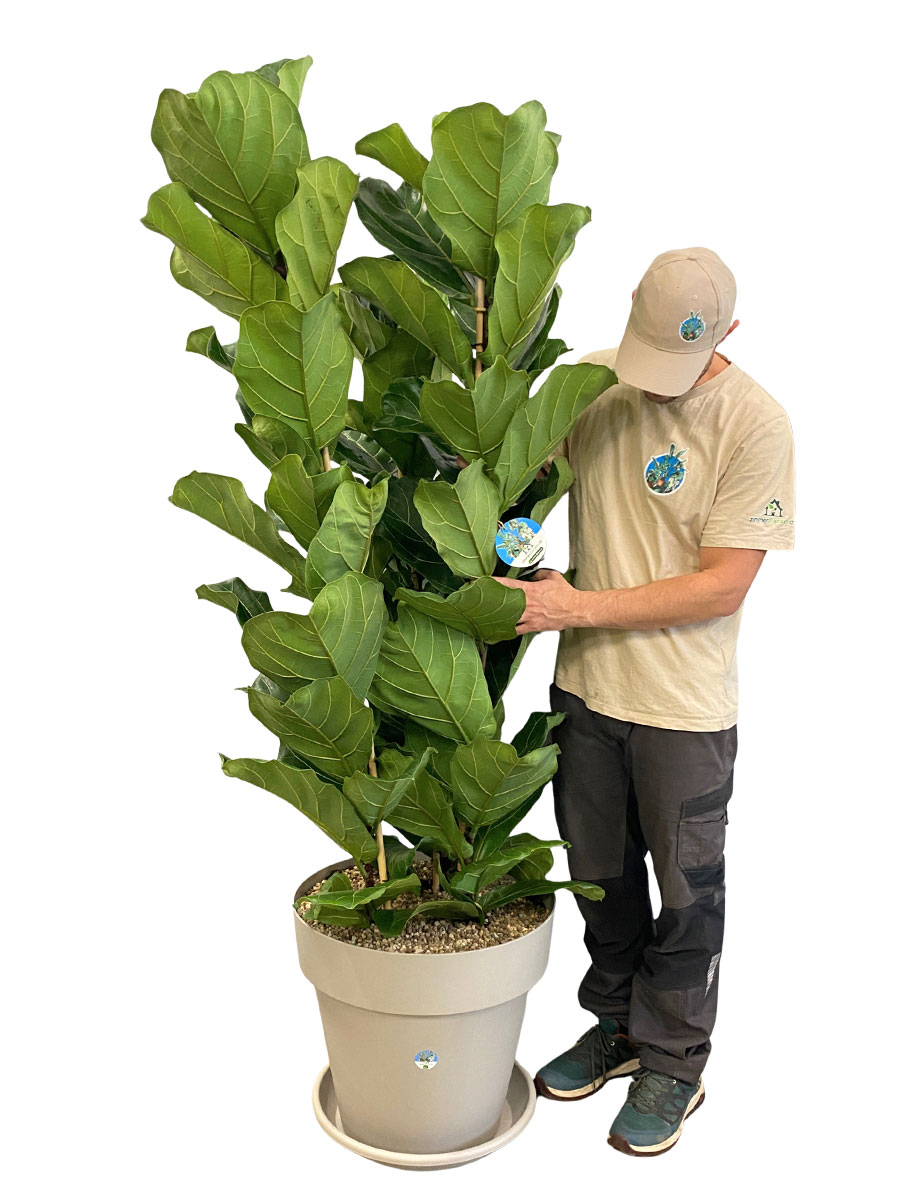 Geigenfeige Ficus lyrata Tuff - Gross