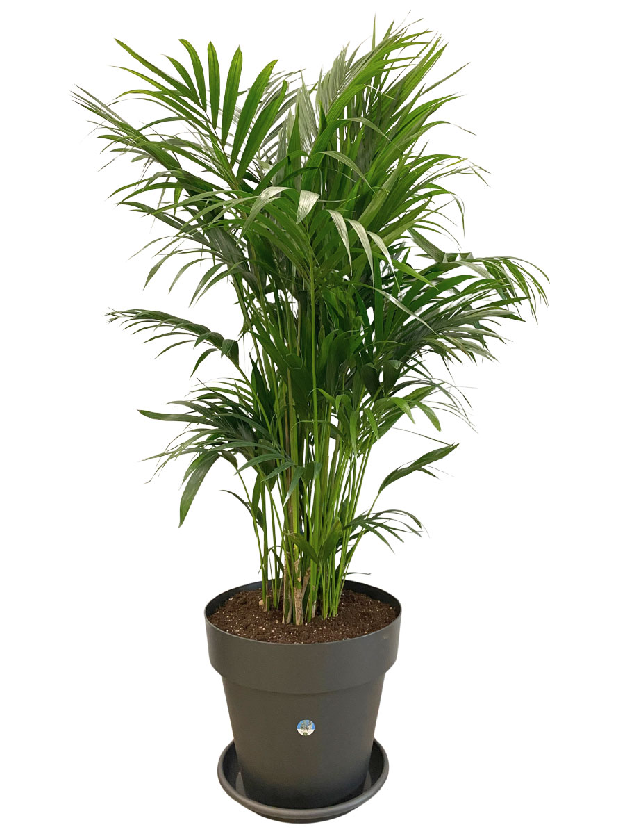 Kentiapalme Howea Forsteriana - Gross