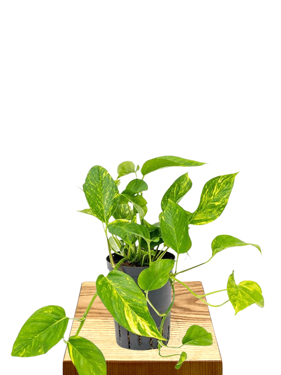 Hydro - Scindapsus Epipremnum Aureum