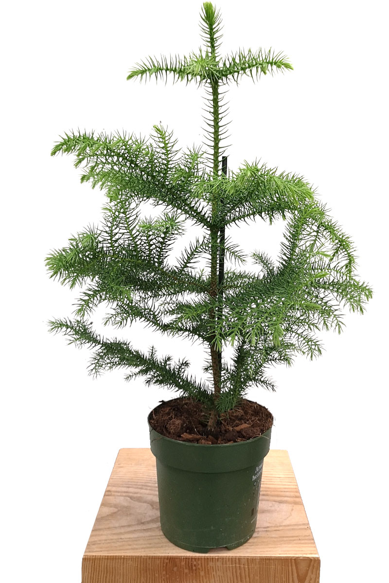 Zimmertanne Araucaria heterophylla