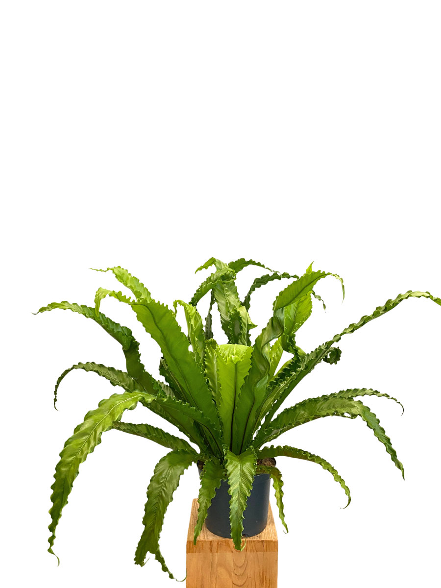 Nestfarn Asplenium Osaka