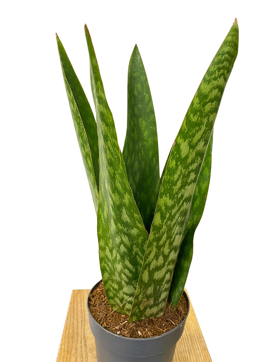 Sansevieria Jamaiquina Queen