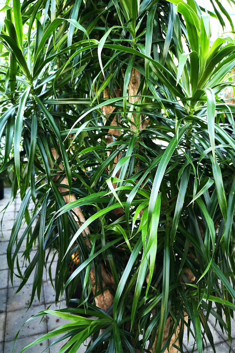 draceana-anita-170cm-02-kaufen-zimmerpflanzen.ch-zimmerpflanze-zimmerpflanzen-onlineshop-schweiz-011