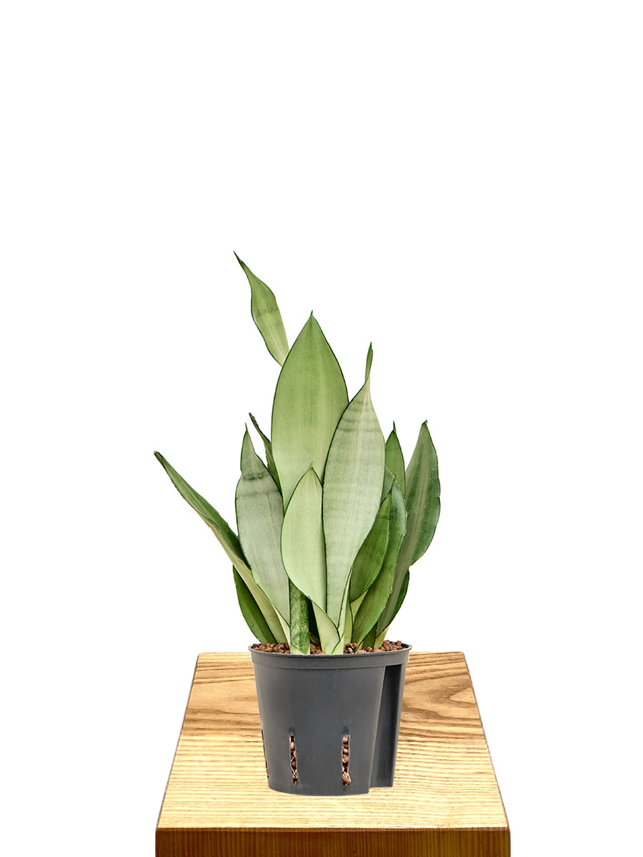 Hydro - Bogenhanf Sansevieria Moonshine