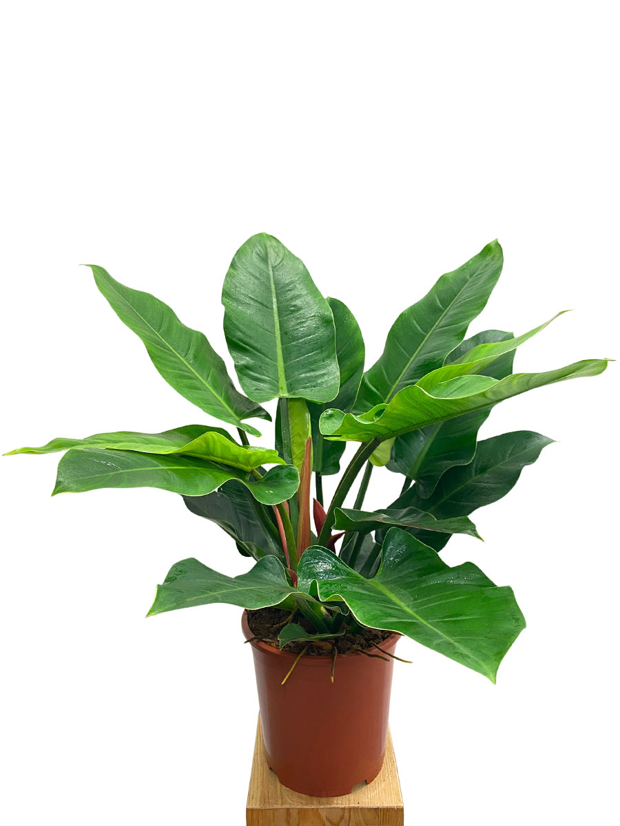 Philodendron Imperial Green XL