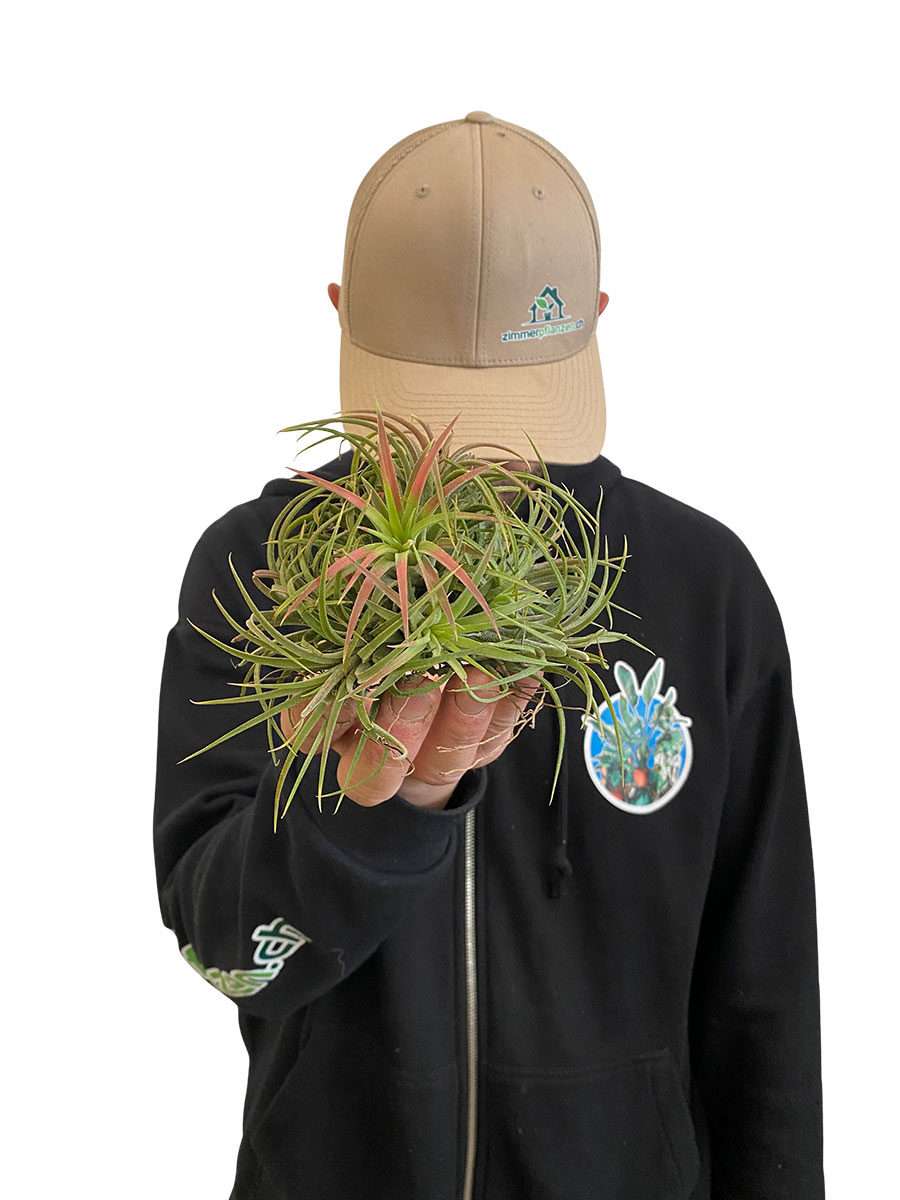 Tillandsia Clumb Red