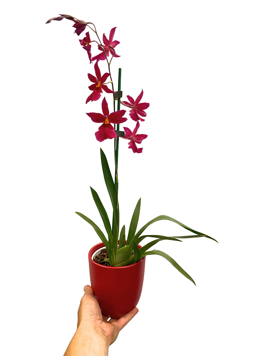 Orchidee Nelly Isler Red Velvet im Keramiktopf