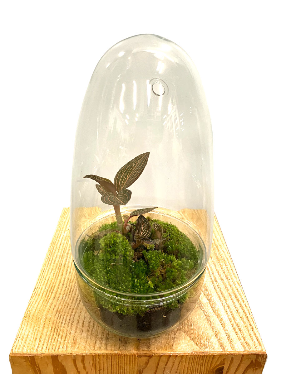 Juwelorchidee Ruby Premium Glas mit Haube Juwelorchidee Ruby Premium Glas mit Haube