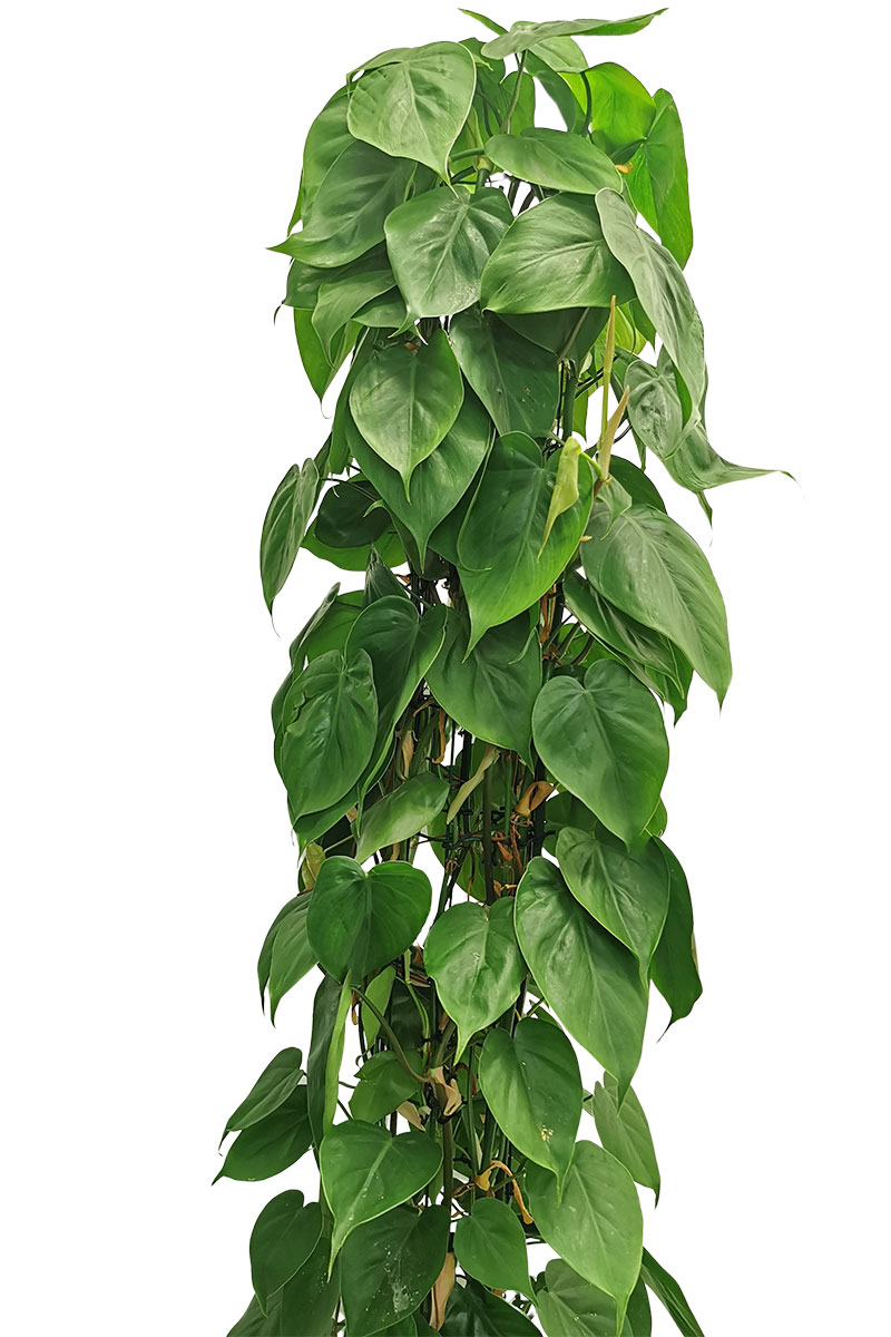 Philodendron scandens Säule