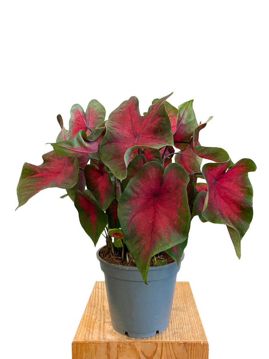 Caladium Rot