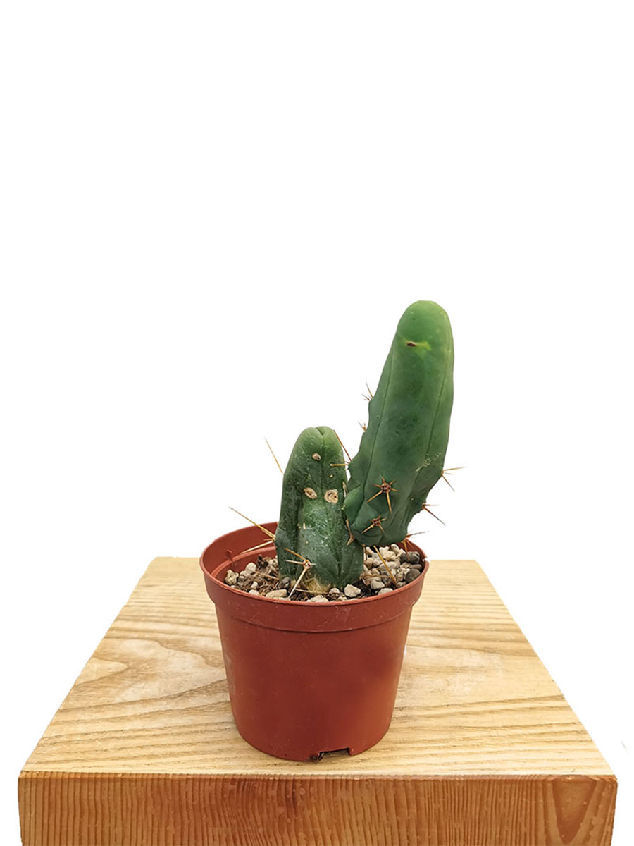 San Pedro Kaktus Trichocereus pachanoi