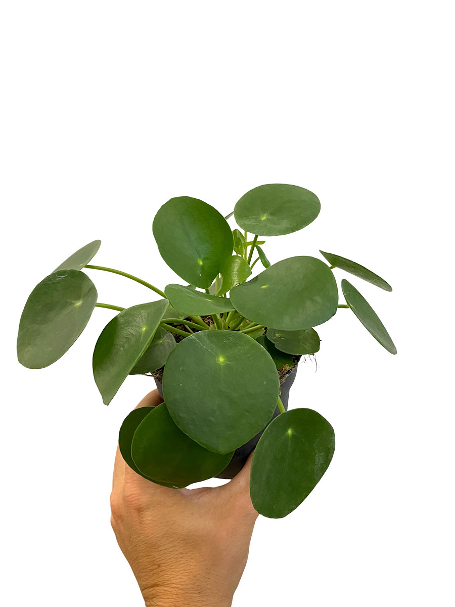 Ufopflanze Pilea Peperomoides - Ø10.5 cm