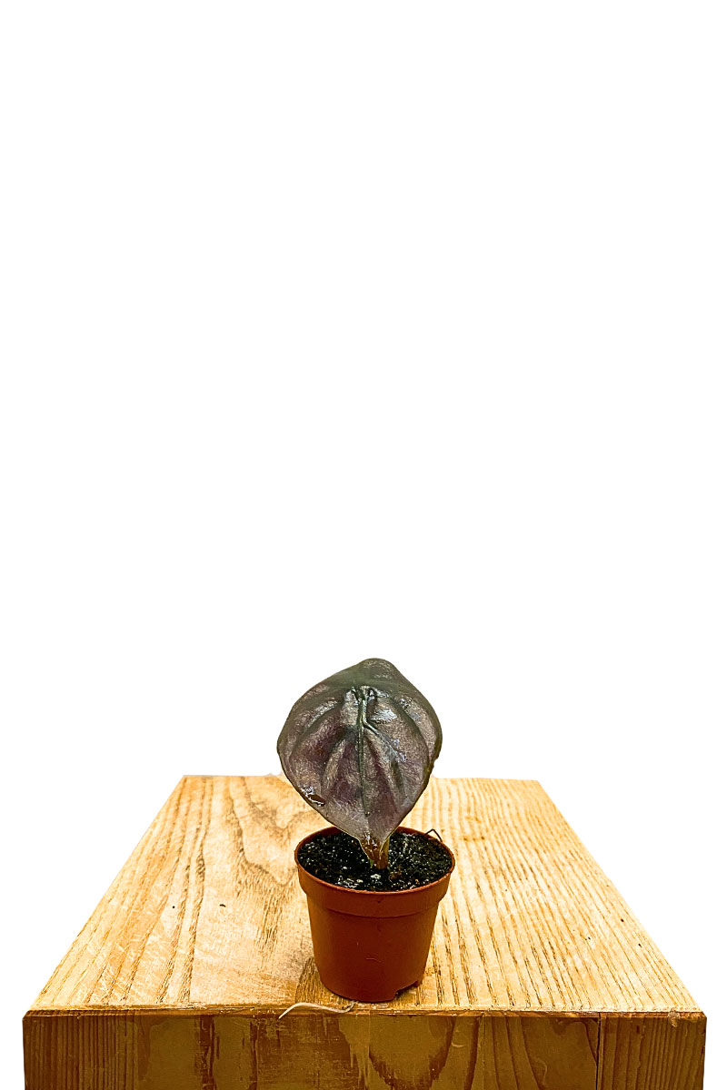 Baby Alocasia Red Secret