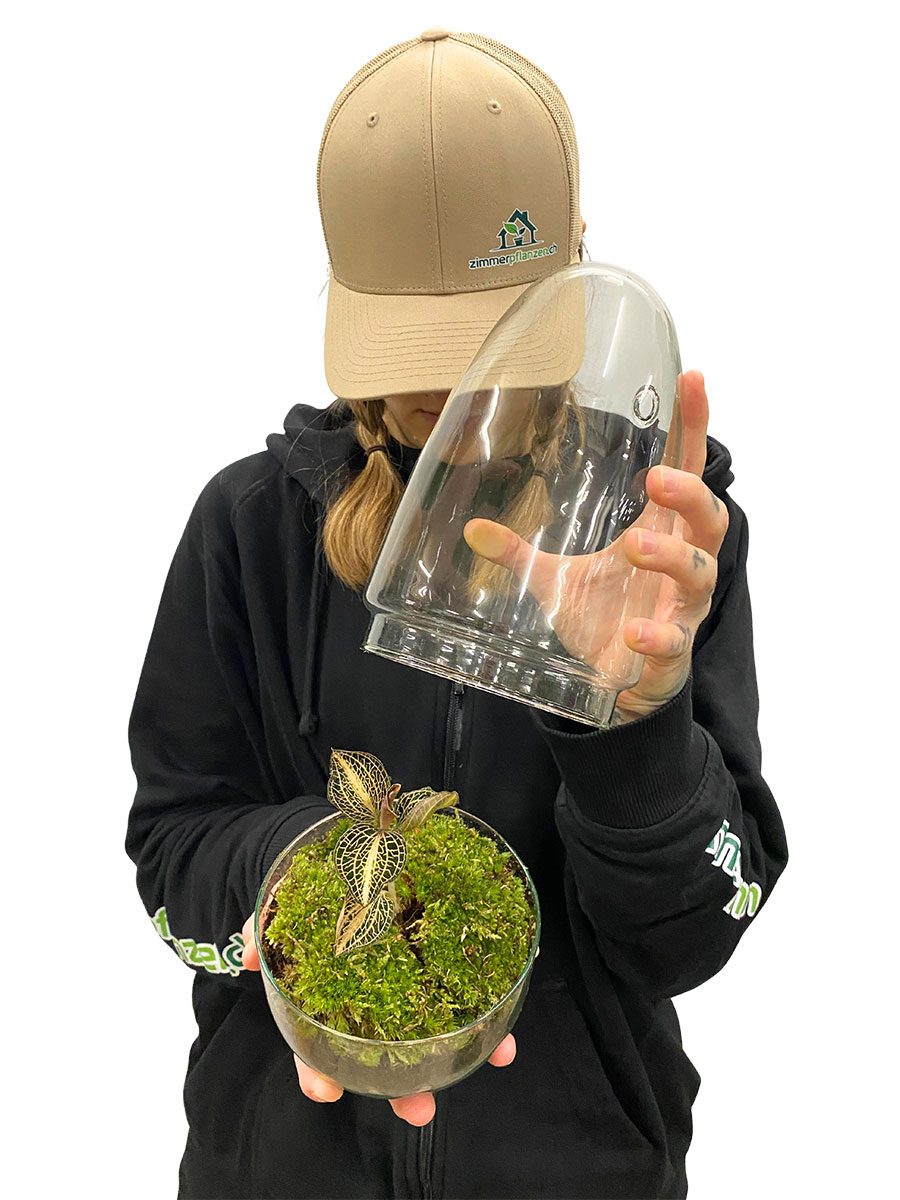 Juwelorchidee Pearl Premium Glas mit Haube Juwelorchidee Pearl Premium Glas mit Haube