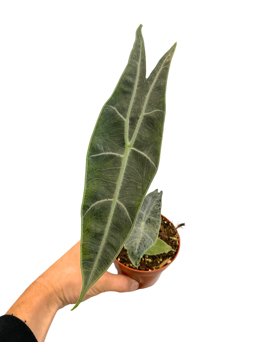 Alocasia Longiloba Silver