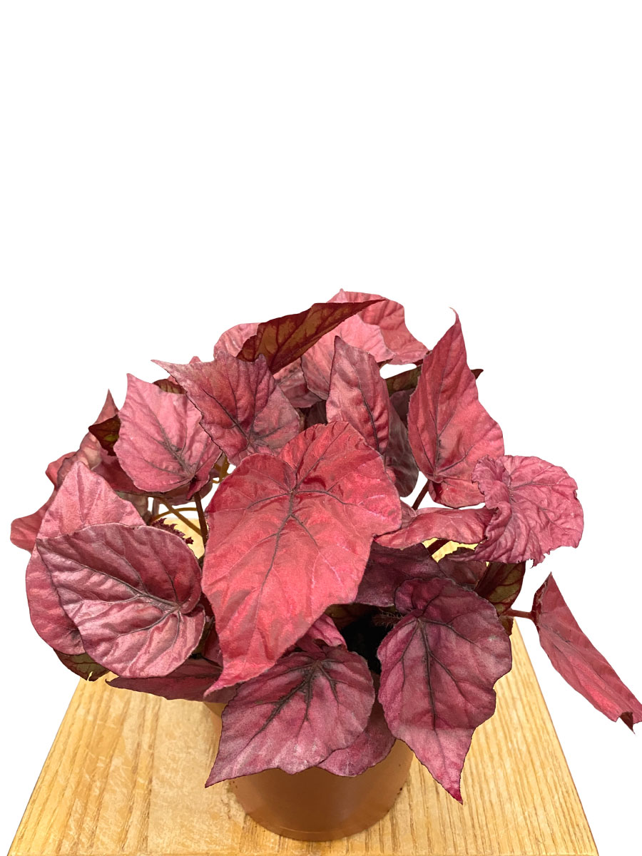 Begonia Beleaf Inca Flame