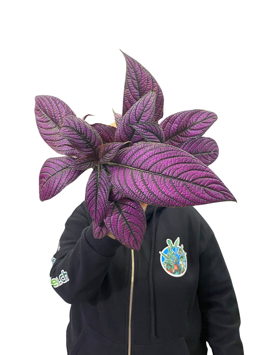 Strobilanthes Metallica
