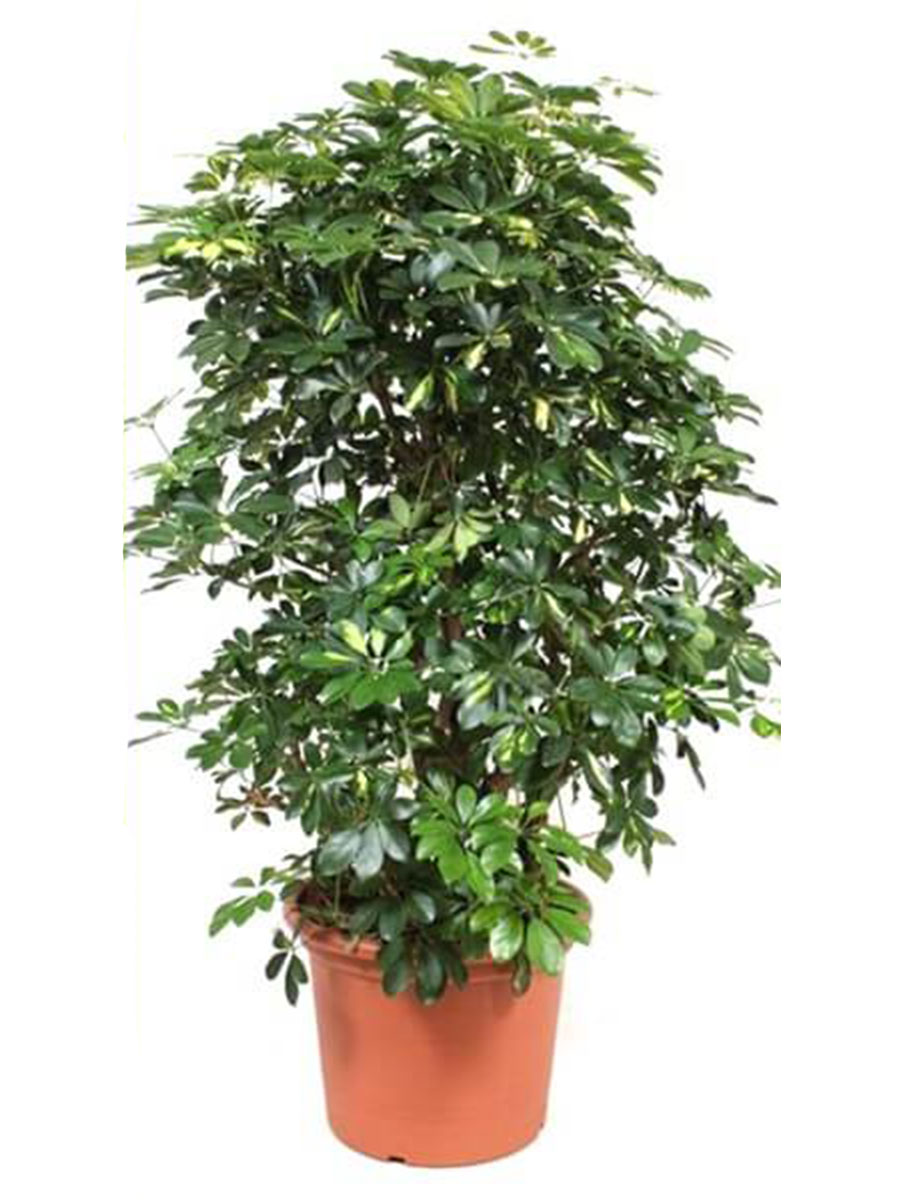 Schefflera Gold Capella verzweigt XL