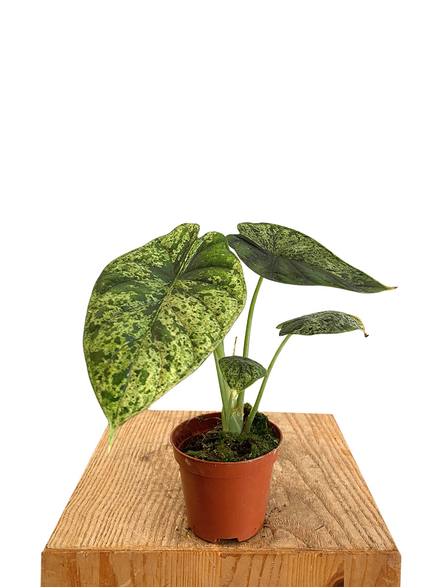 Baby Alocasia Dragon Scale Mint Variegata