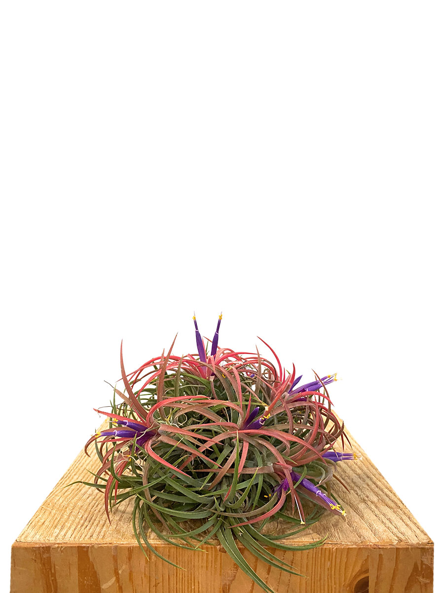 Tillandsia Clumb Red XL
