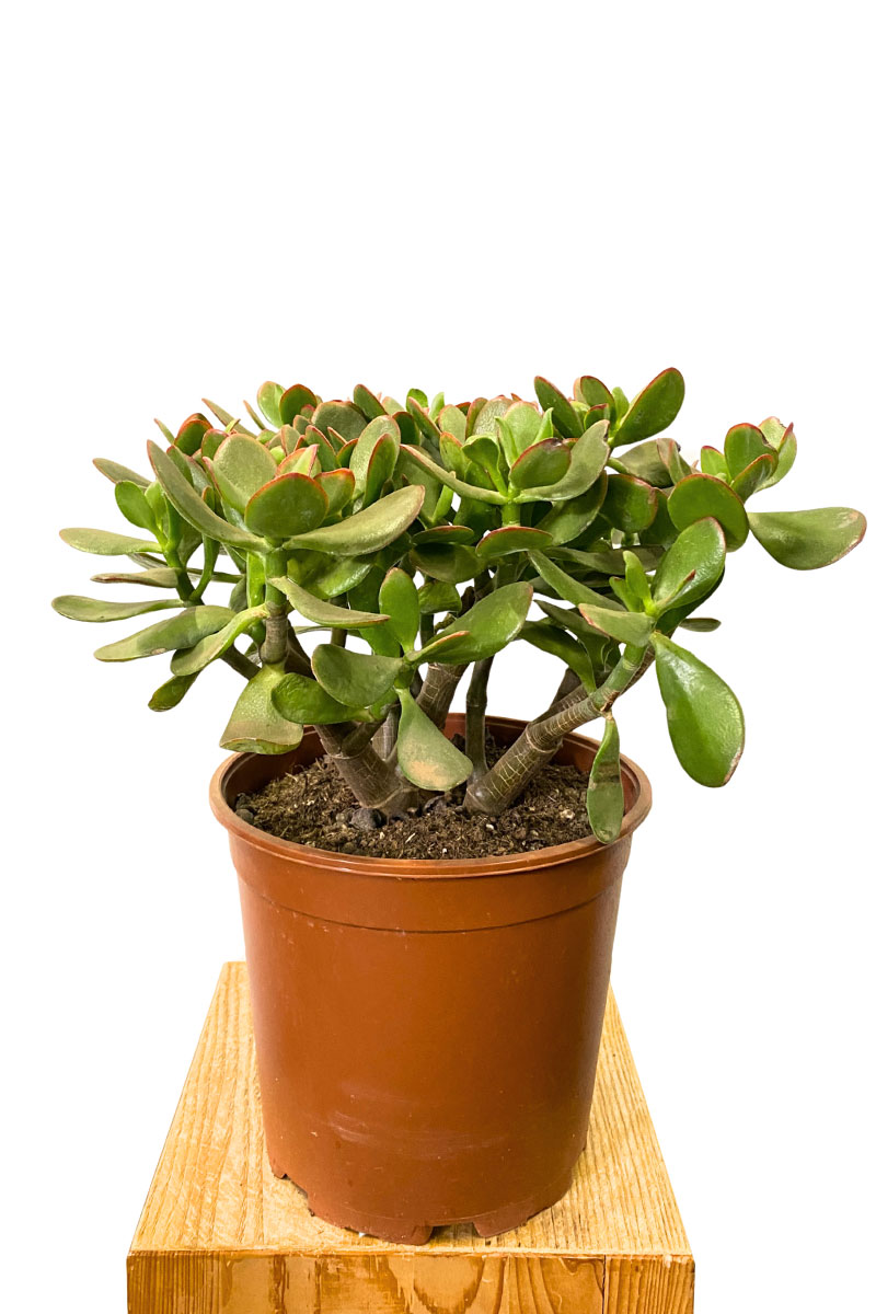 Geldbaum Crassula Ovata Sunset