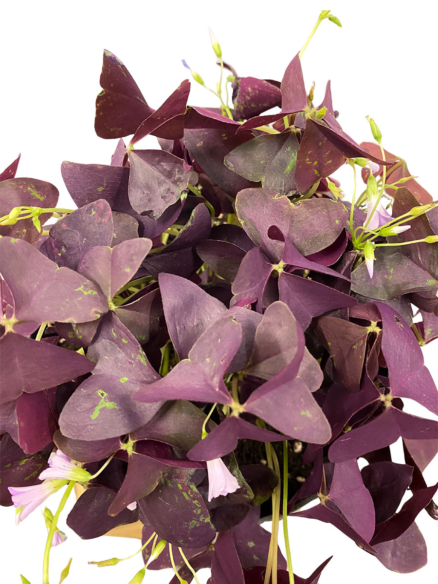 Roter Glücksklee Oxalis Triangularis