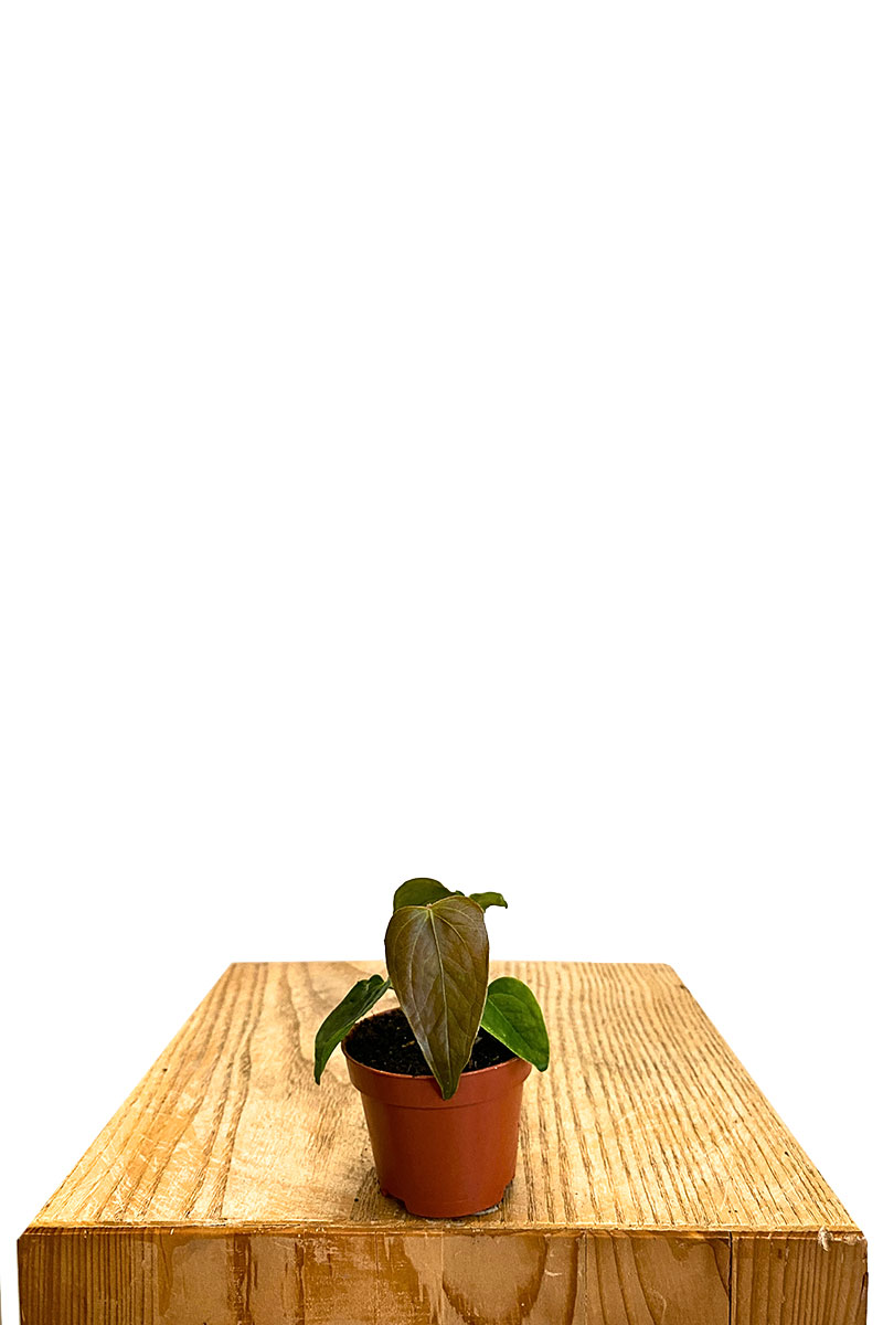 Baby Anthurium Queen of Heart