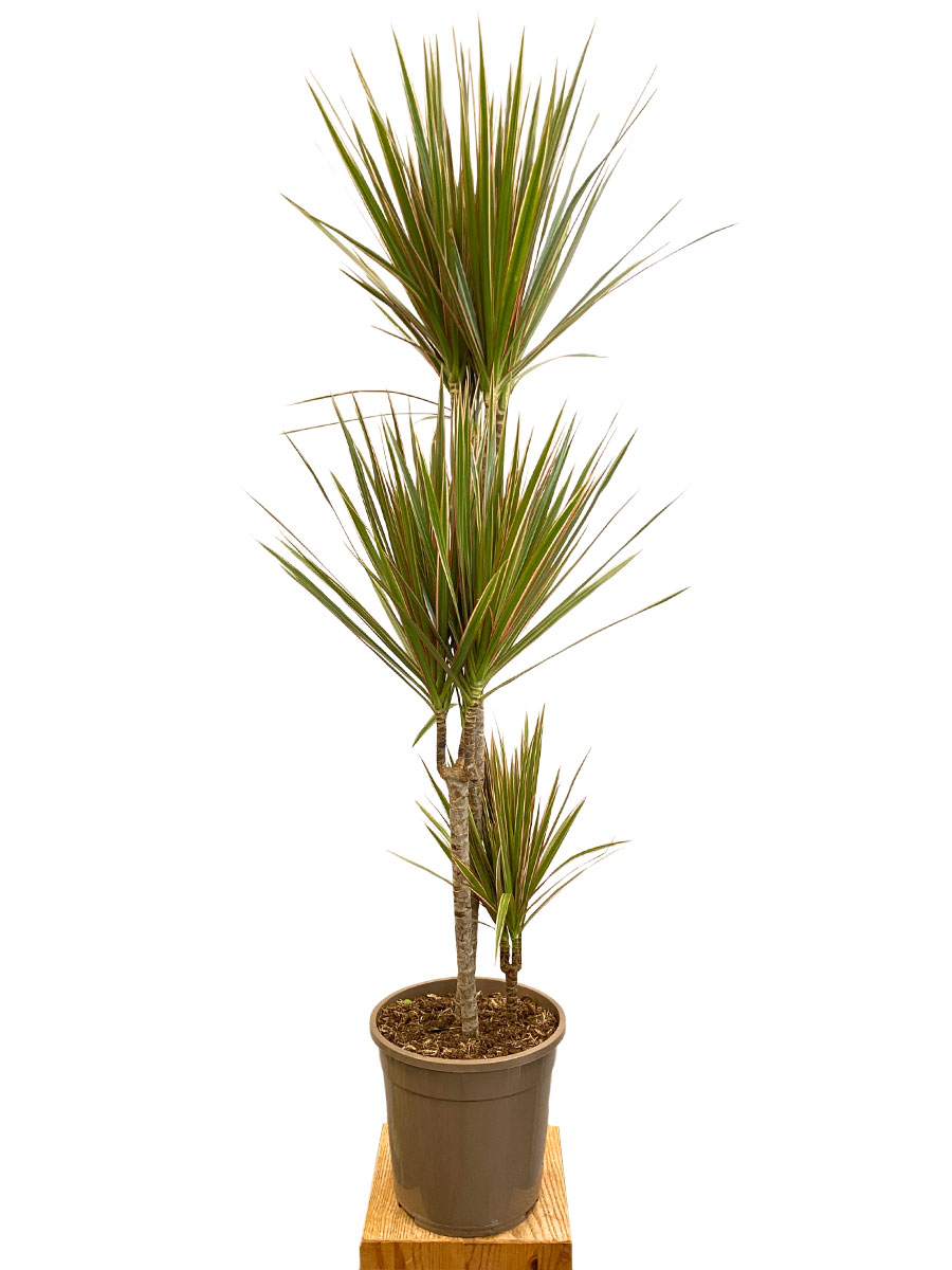 Dracaena Marginata Bicolor - Ø24 cm