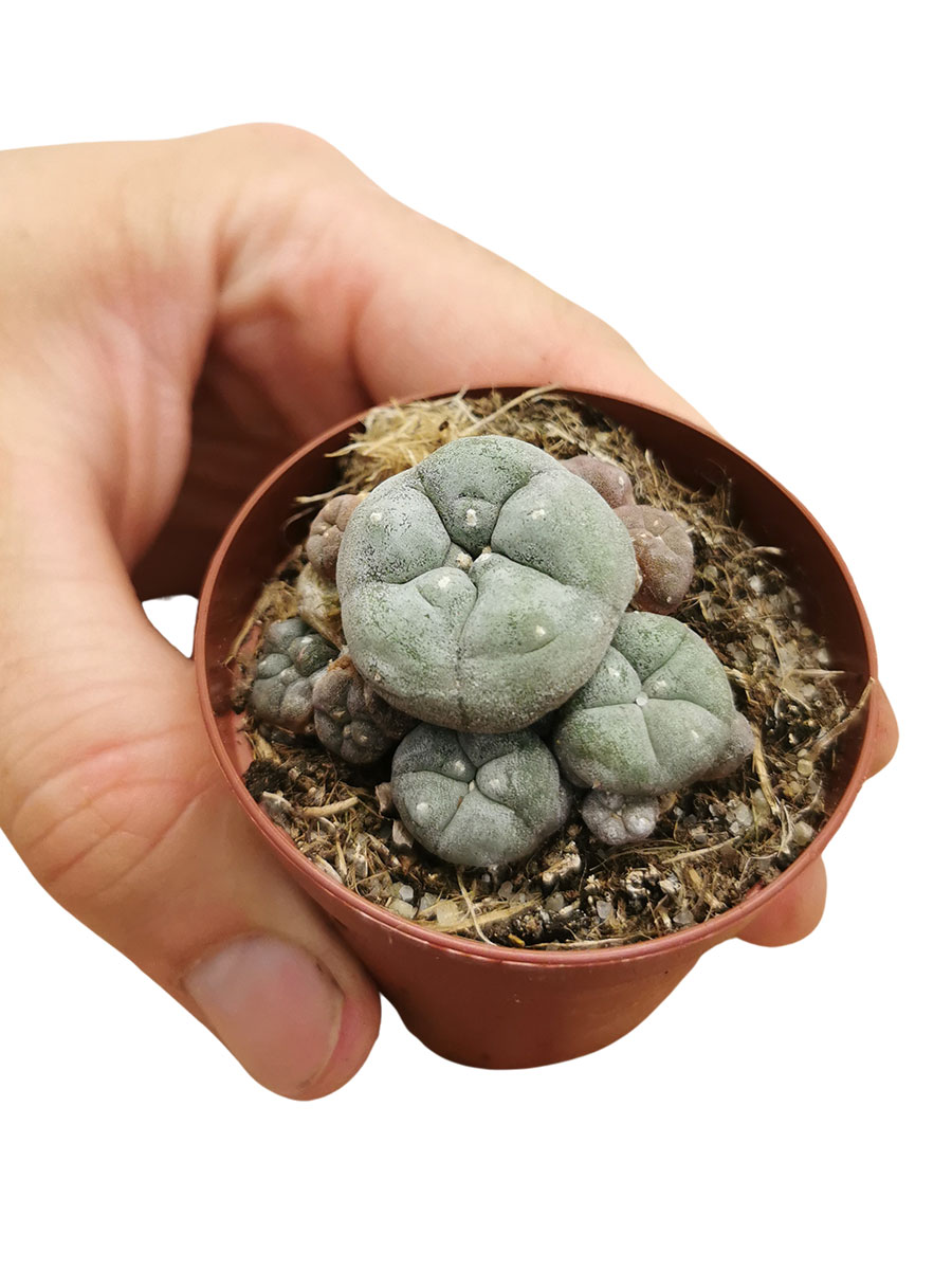 Baby Peyote Kaktus Lophophora Williamsii